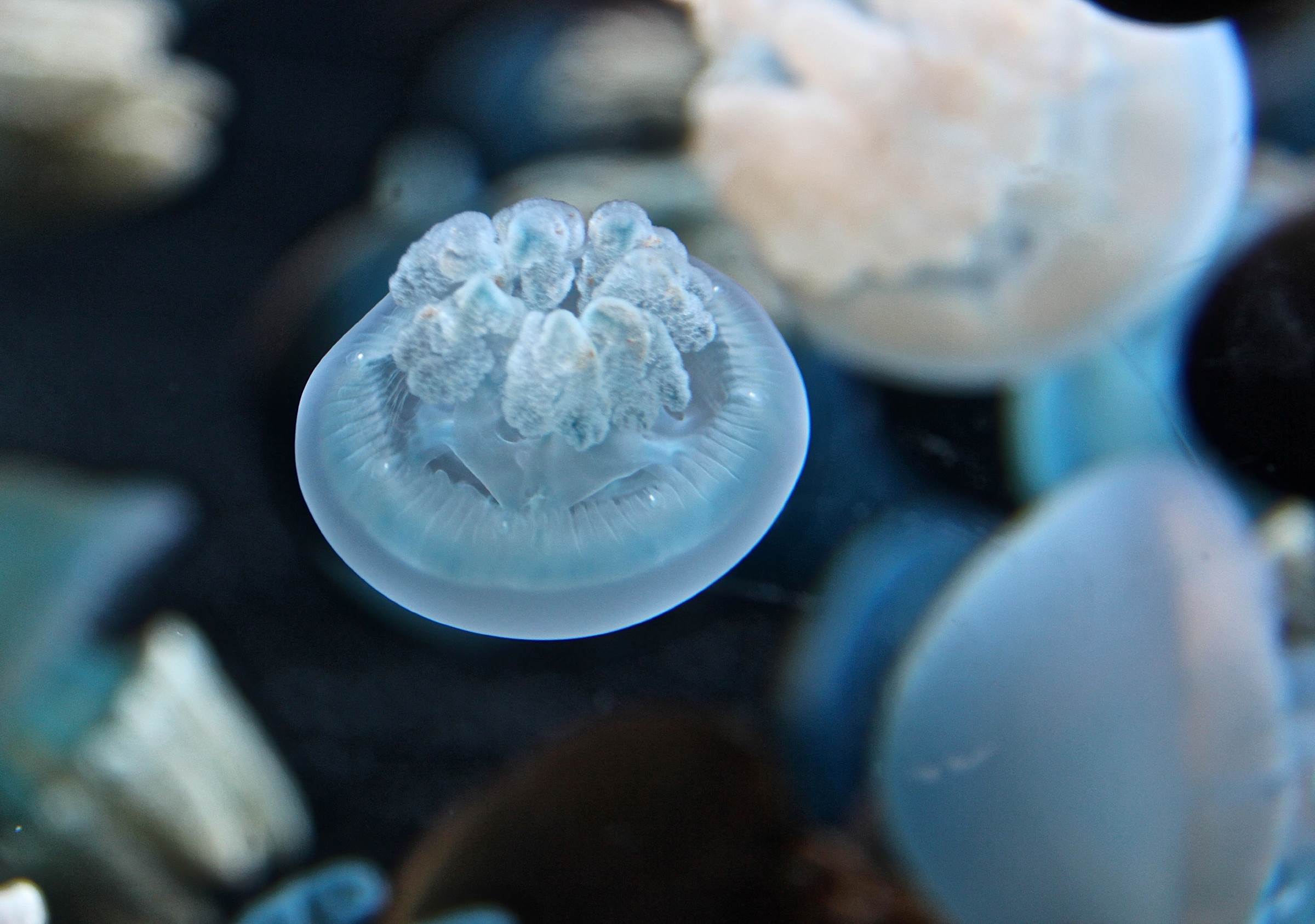 Blubber jelly Animals Monterey Bay Aquarium