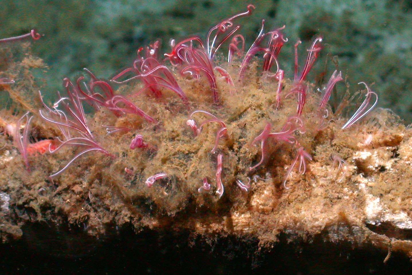 Bone-eating worm | Animals | Monterey Bay Aquarium