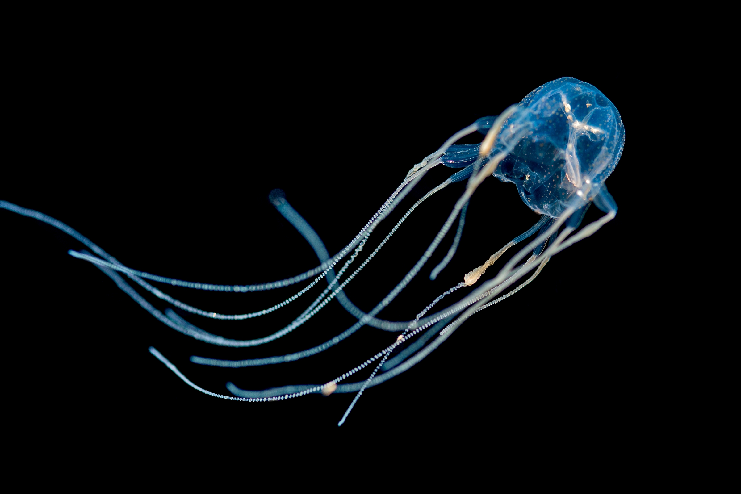 Mangrove box jelly Animals Monterey Bay Aquarium