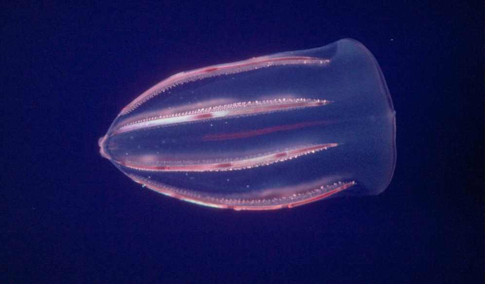 Comb Jellies_4.1