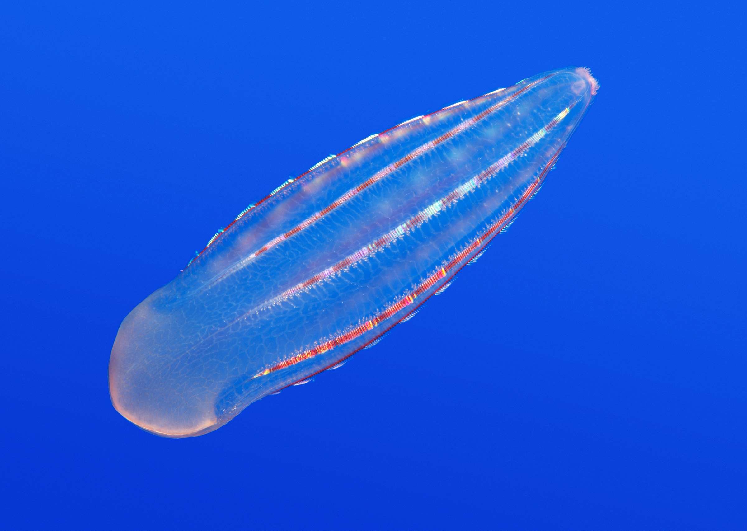 Comb jelly Animals Monterey Bay Aquarium