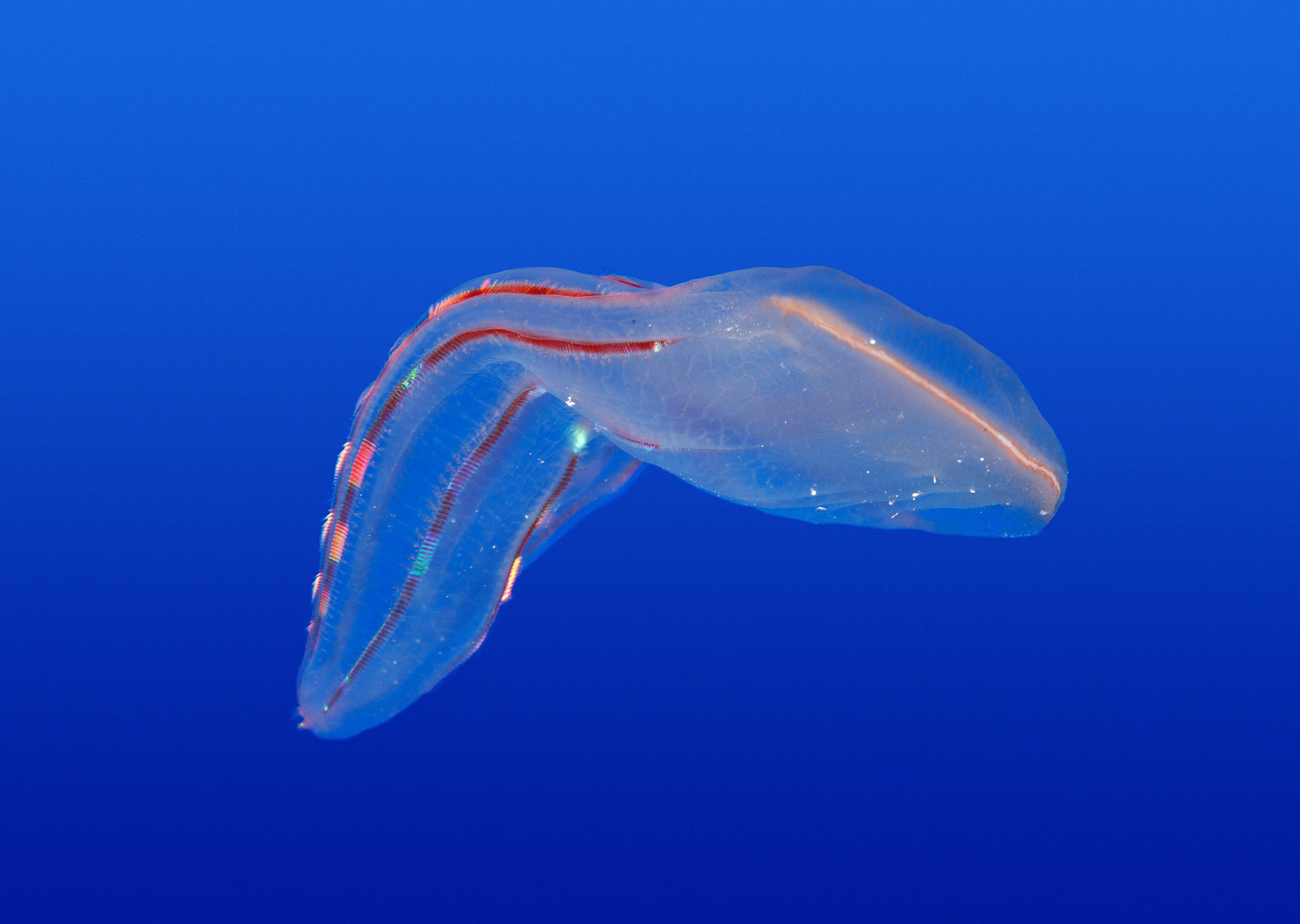 Comb jelly Animals Monterey Bay Aquarium