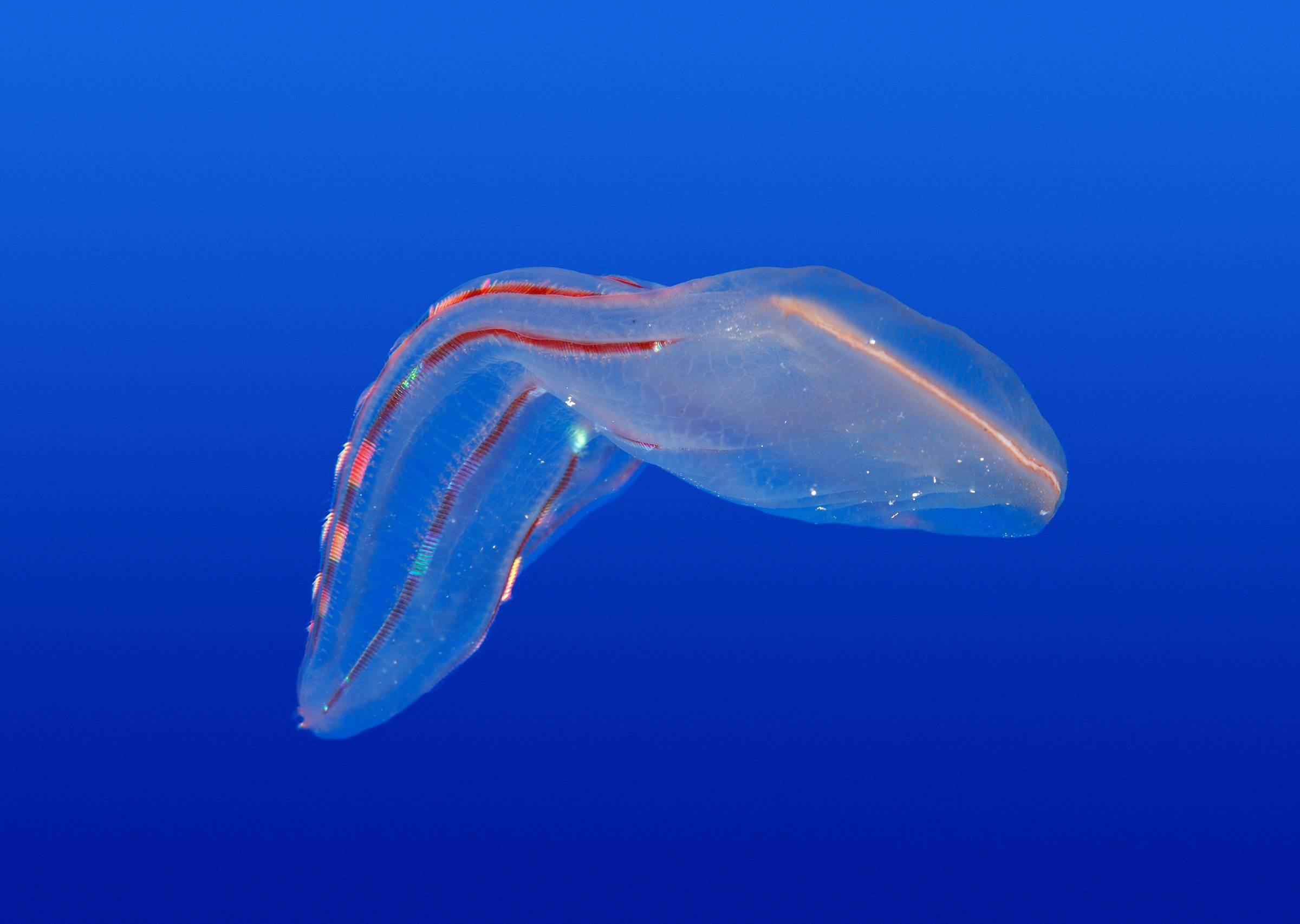 Comb jelly Animals Monterey Bay Aquarium