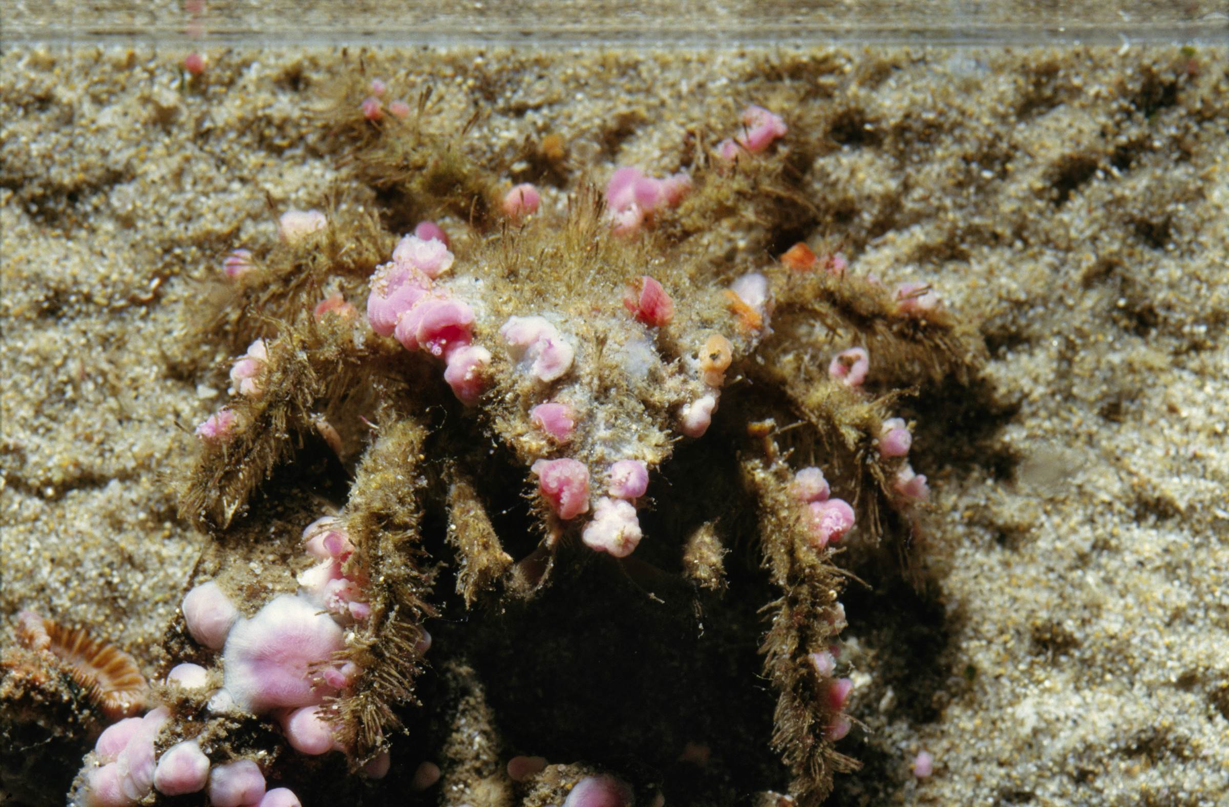 Decorator crab Animals Monterey Bay Aquarium