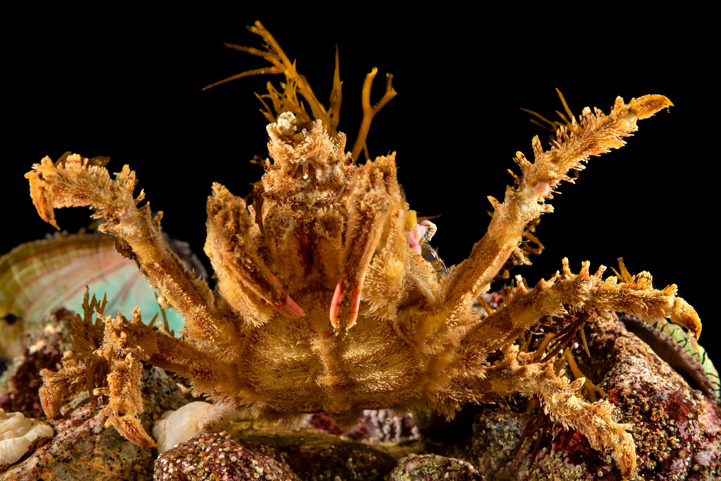 Spider Decorator Crab- Facts and Photographs | Seaunseen