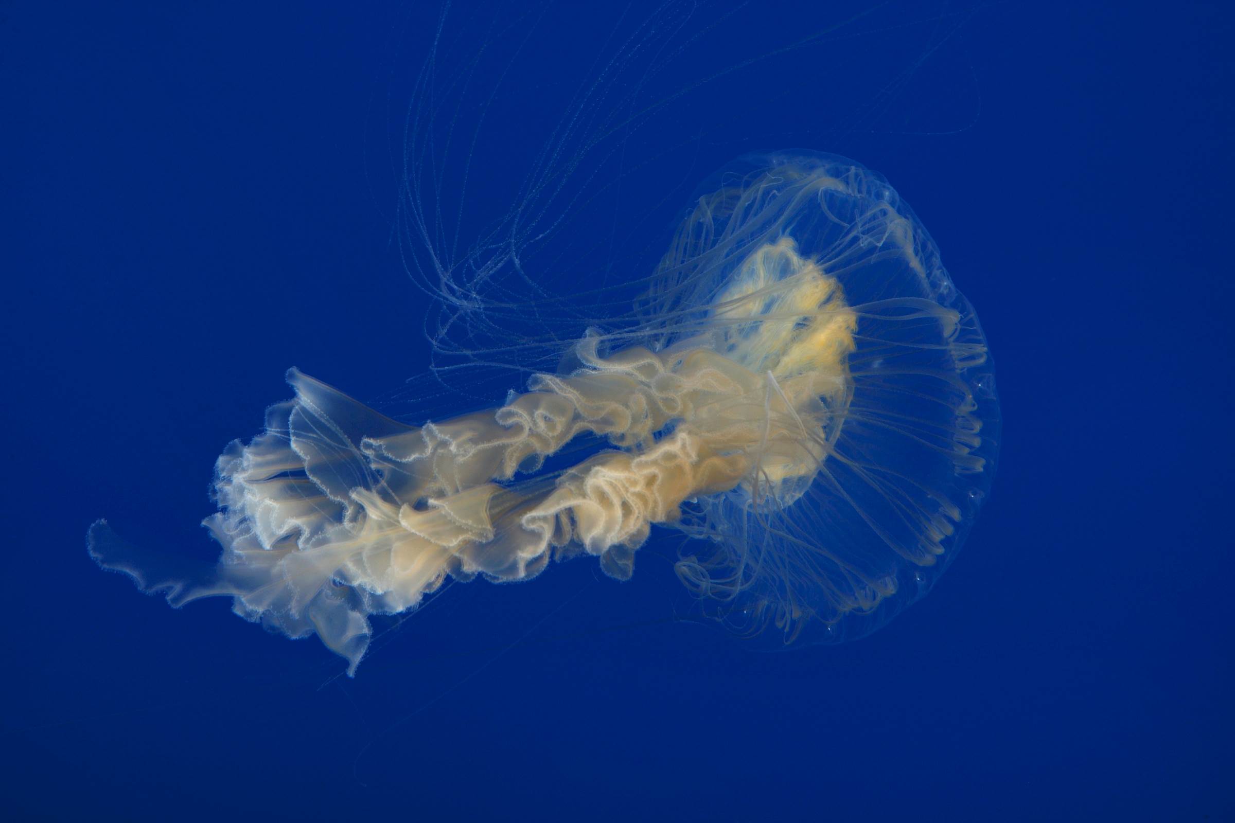Eggyolk jelly Animals Monterey Bay Aquarium