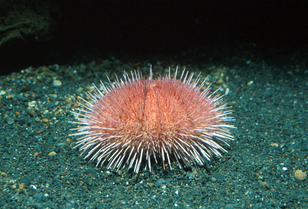 Fragile pink sea urchin | Animals | Monterey Bay Aquarium
