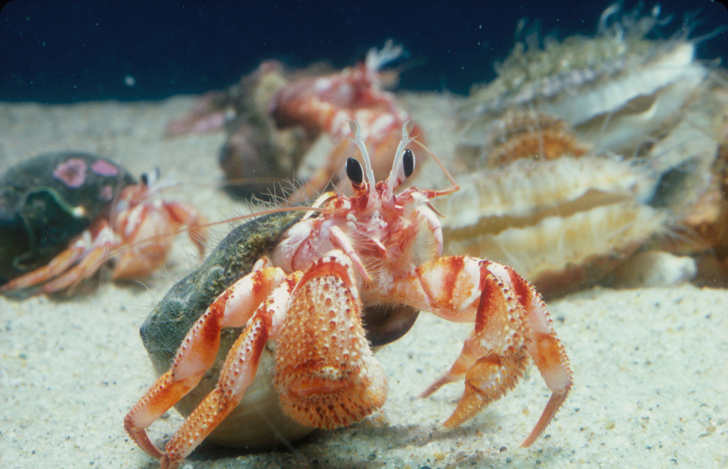 Hermit Crab Animals Monterey Bay Aquarium