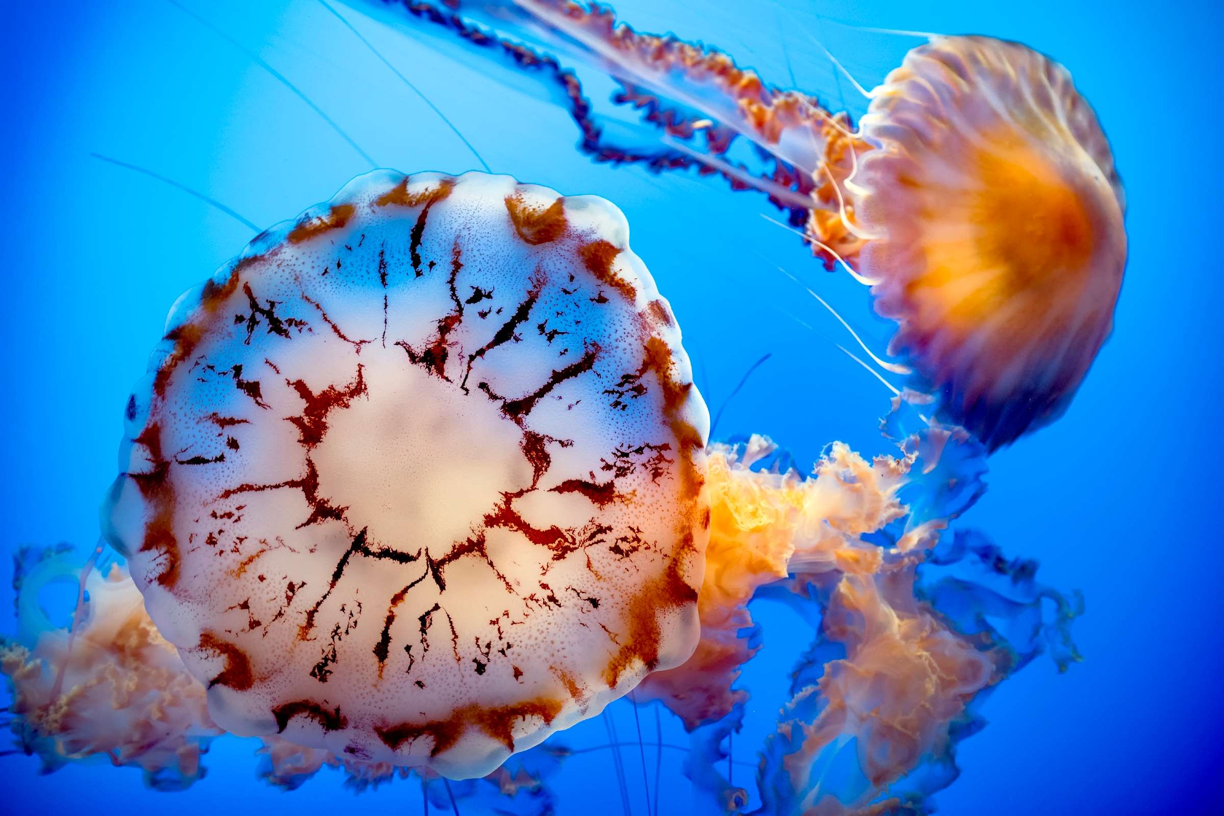 Jellies | Animals | Monterey Bay Aquarium