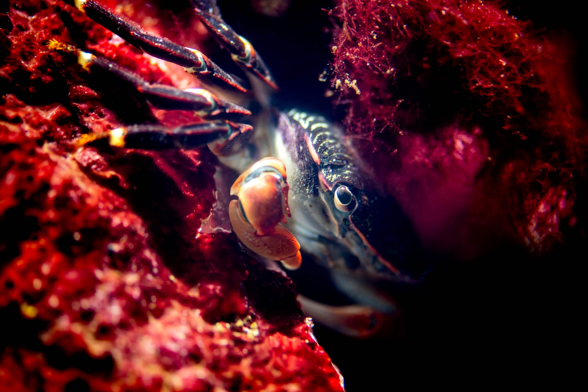 Visit Monterey Bay Aquarium