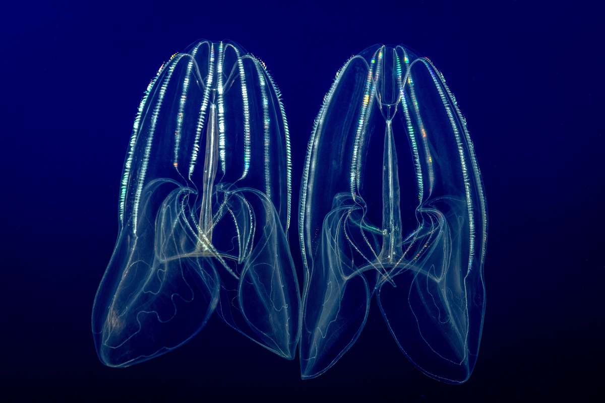 Growing jellies from the surface to the depths Stories Monterey Bay