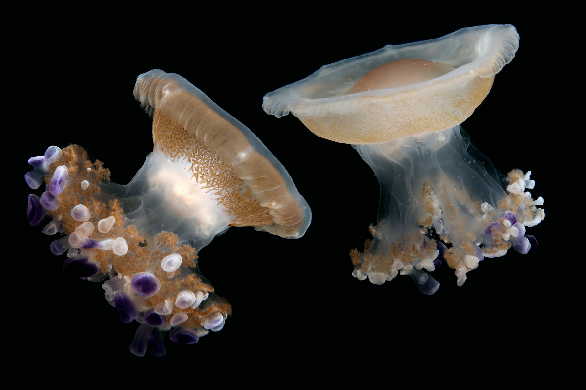 Mediterranean jelly | Animals | Monterey Bay Aquarium