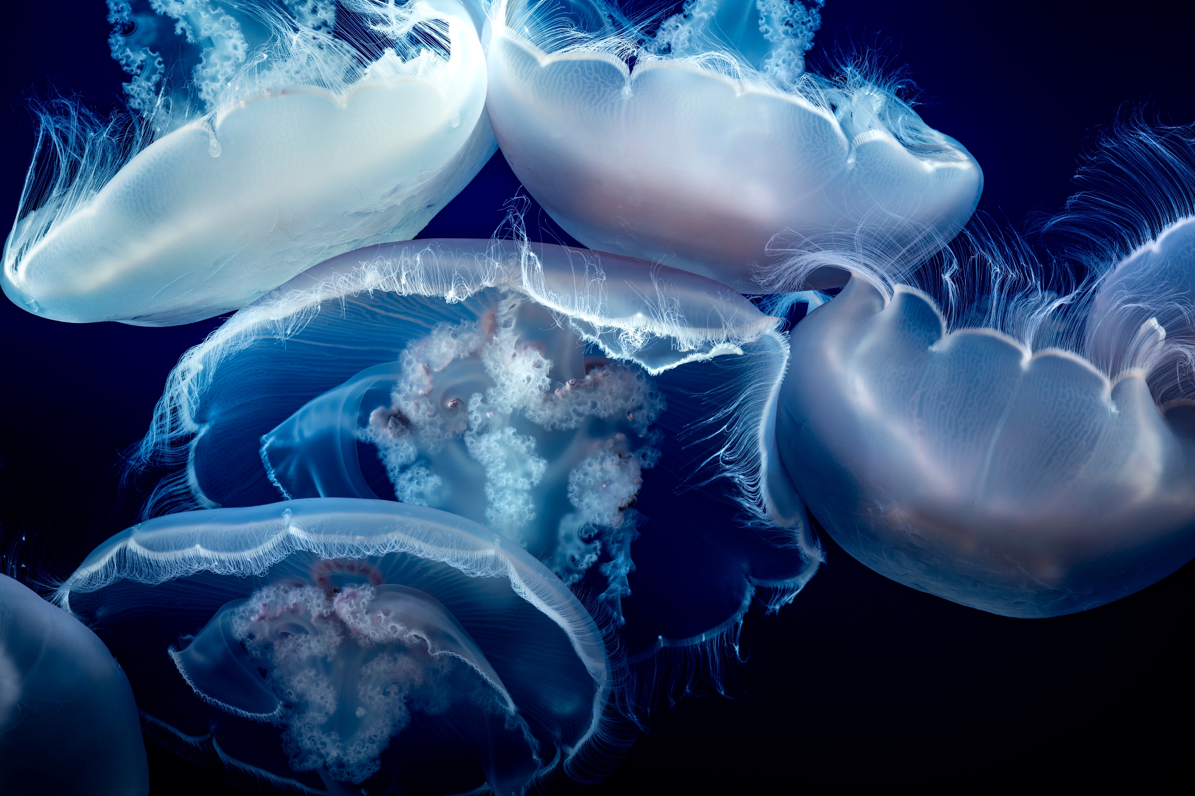 Moon jelly | Animals | Monterey Bay Aquarium