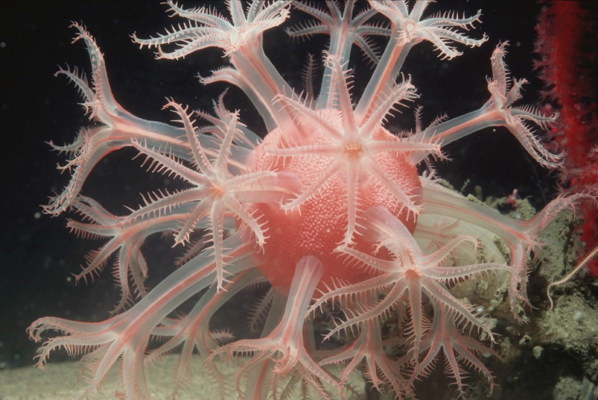 Mushroom soft coral | Animals | Monterey Bay Aquarium