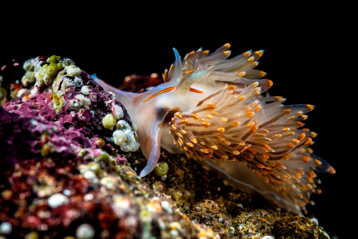 Opalescent nudibranch | Animals | Monterey Bay Aquarium