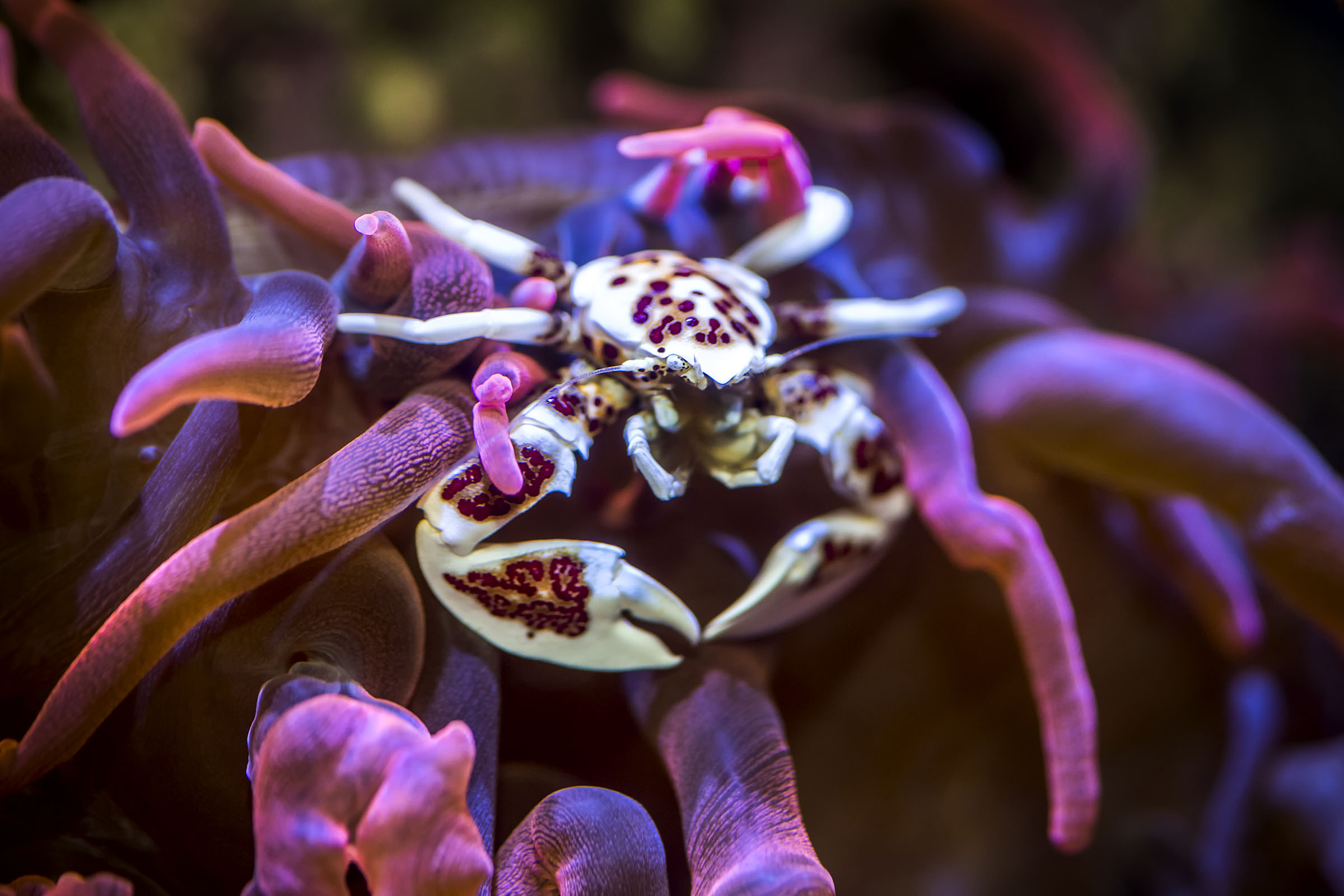 Monterey tide pool tips Monterey Bay Aquarium