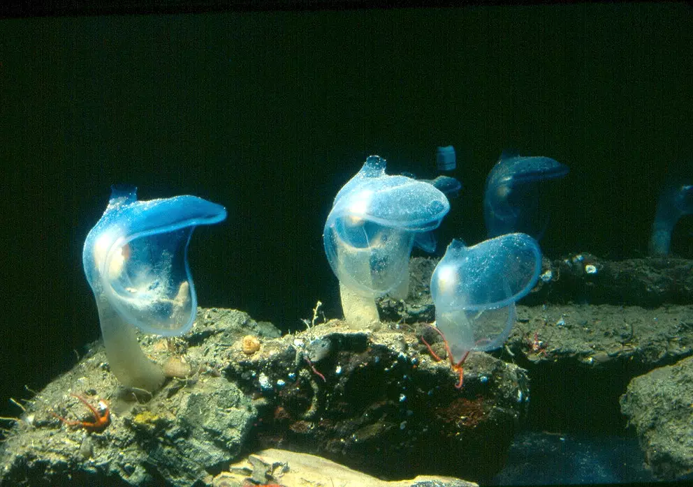 Class Sorberacea 深水海鞘綱