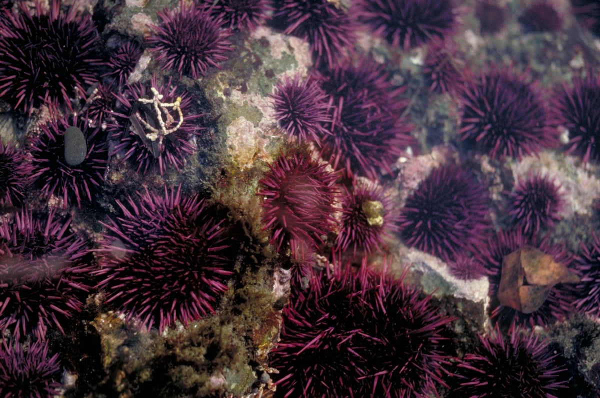 Purple sea urchin | Animals | Monterey Bay Aquarium Purple sea urchin | Animals | Monterey Bay Aquarium