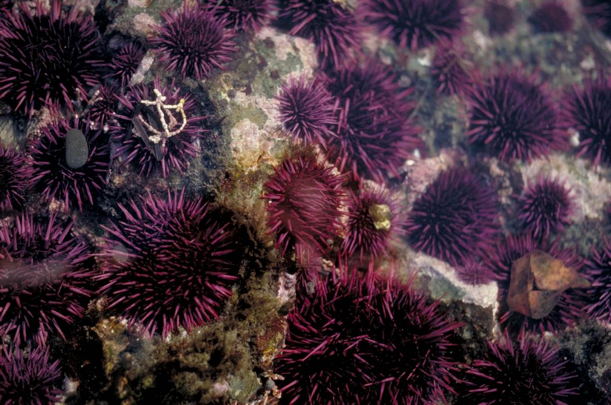 Purple sea urchin Animals Monterey Bay Aquarium