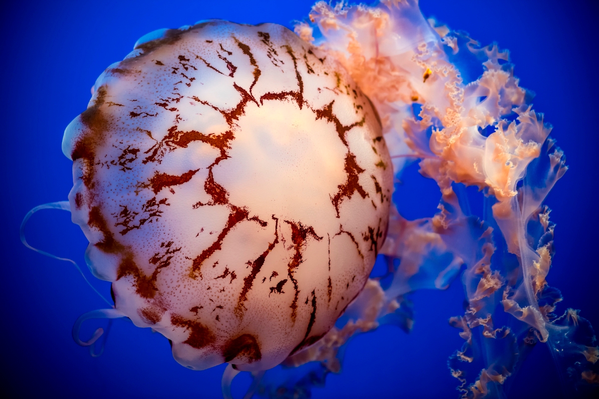 Jelly | Live cam | Monterey Bay Aquarium