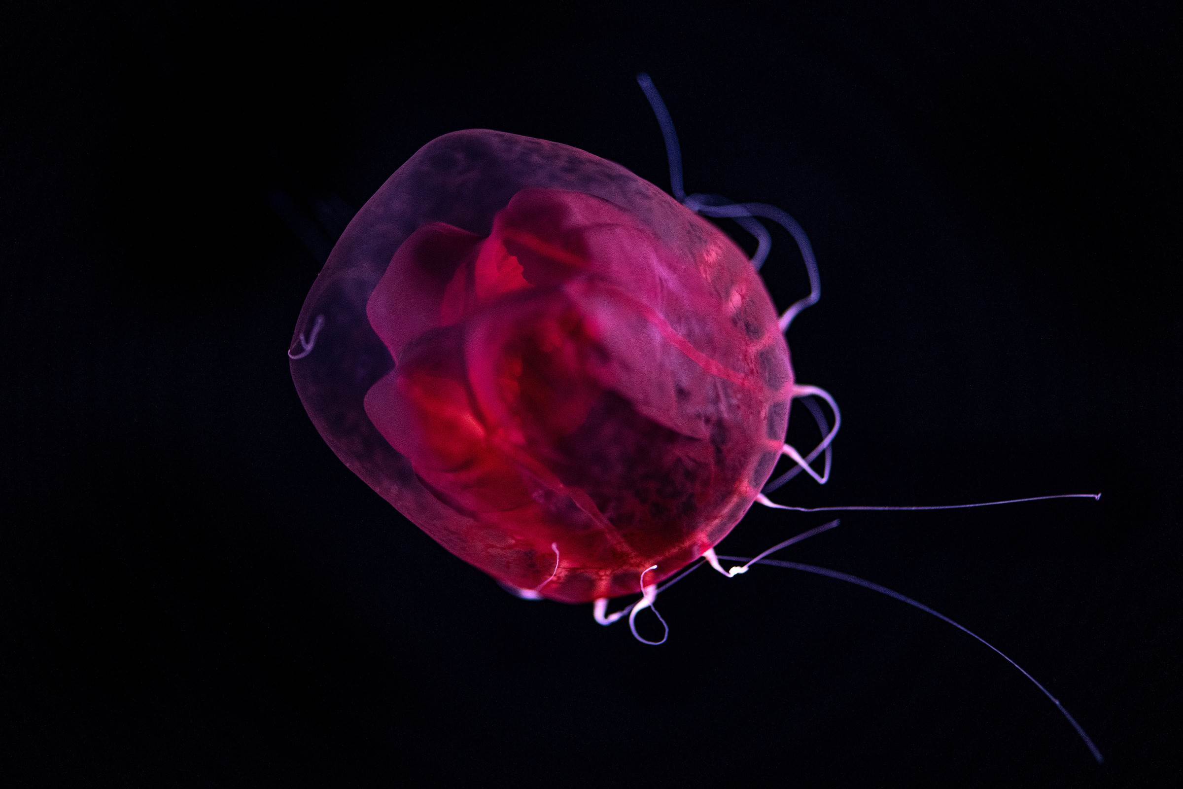 Red paper lantern jelly Animals Monterey Bay Aquarium