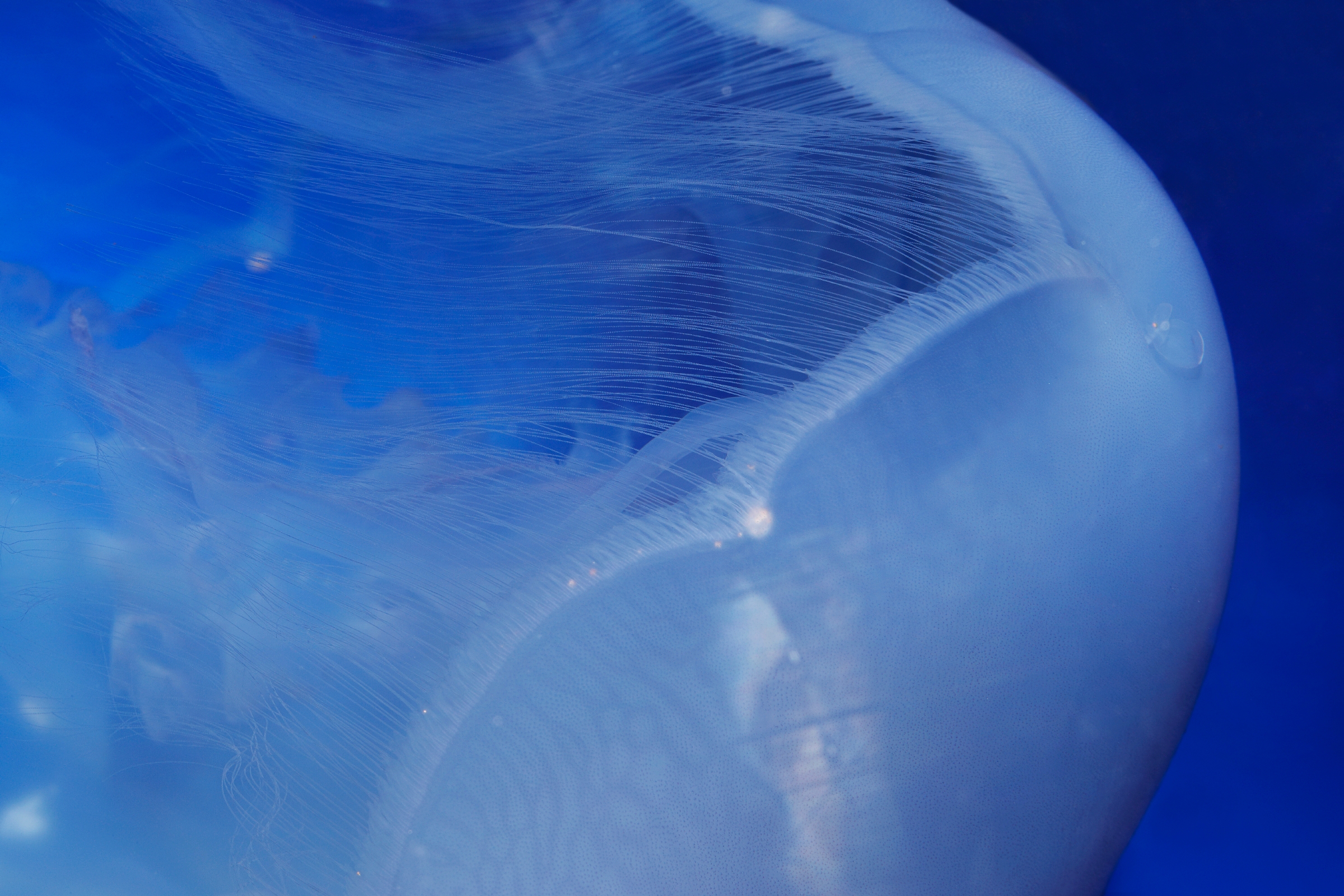Jelly | Live cam | Monterey Bay Aquarium