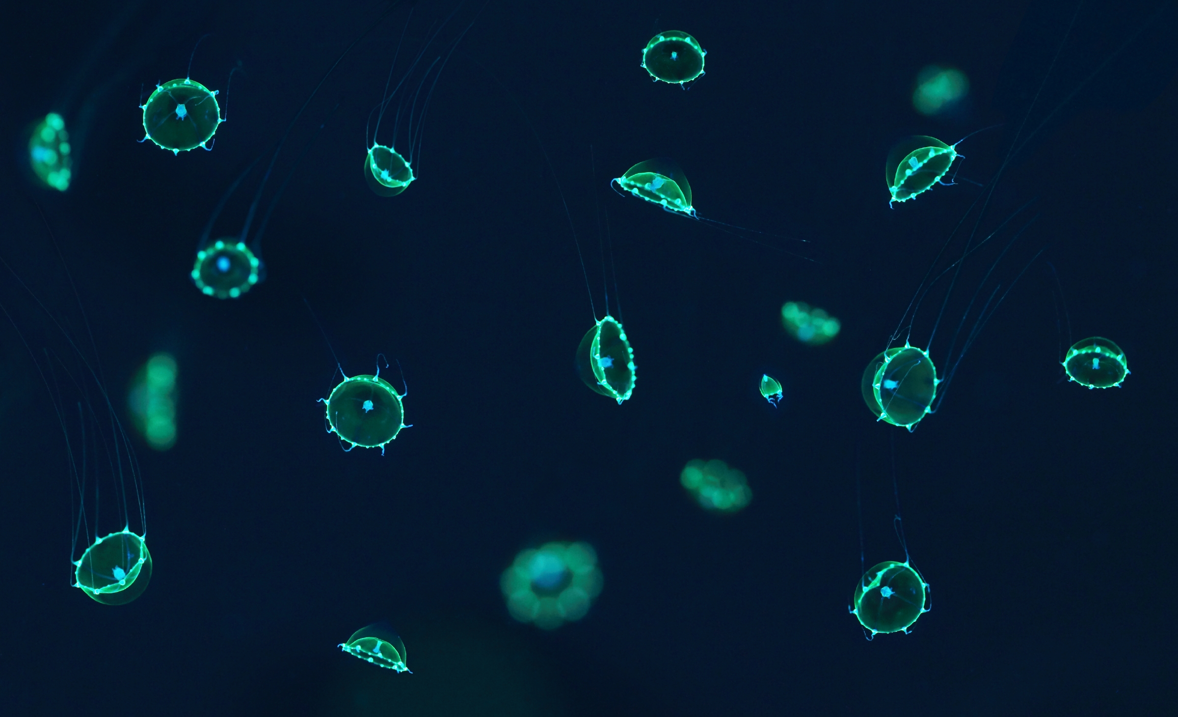 Activity plan Do science! Monterey Bay Aquarium