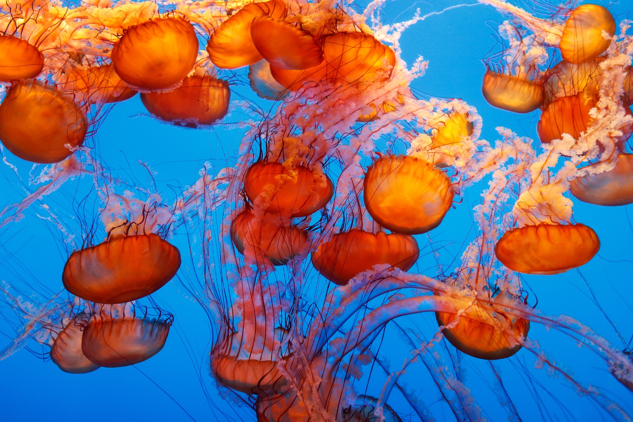 Live Cams Monterey Bay Aquarium