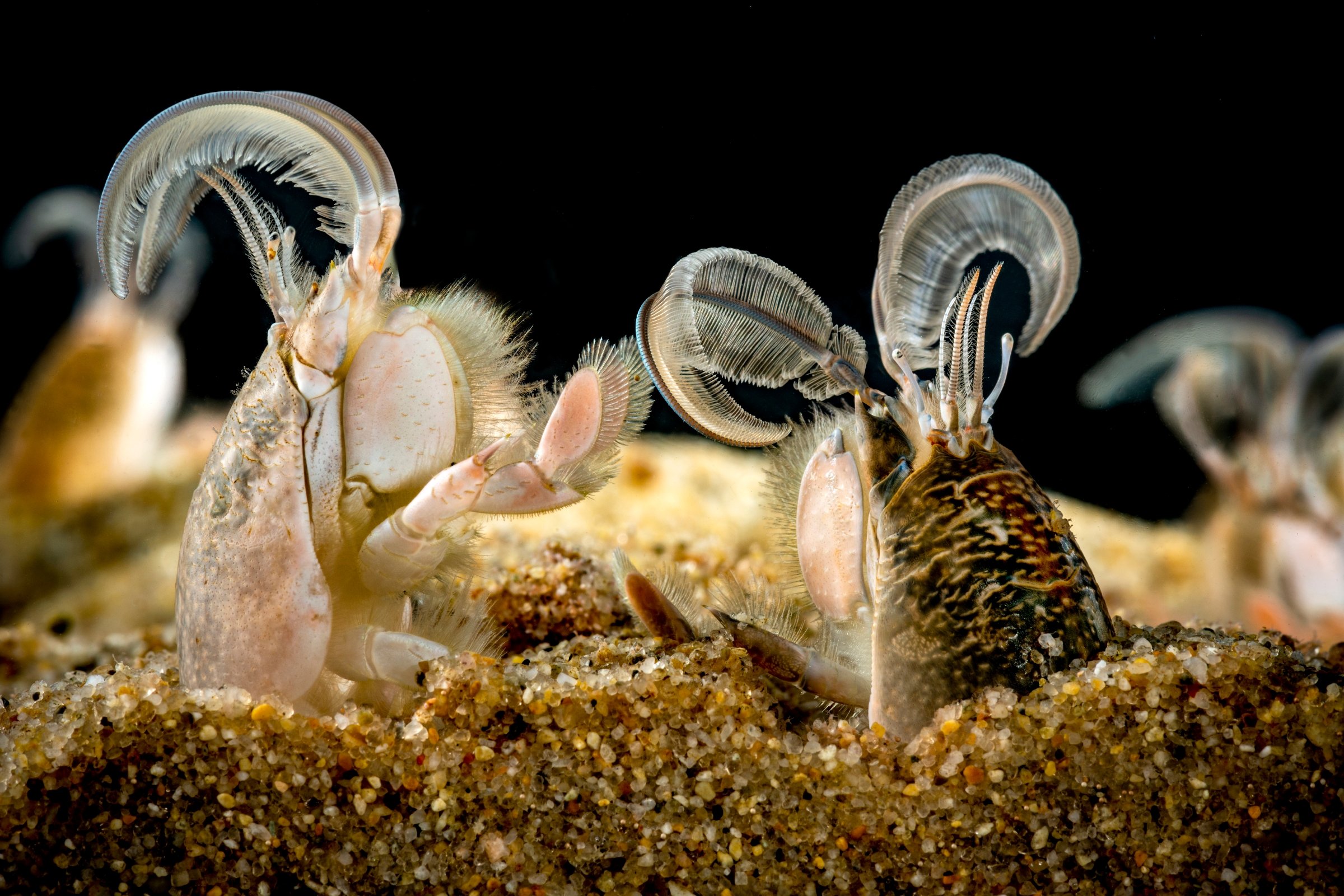Sand crab | Animals | Monterey Bay Aquarium