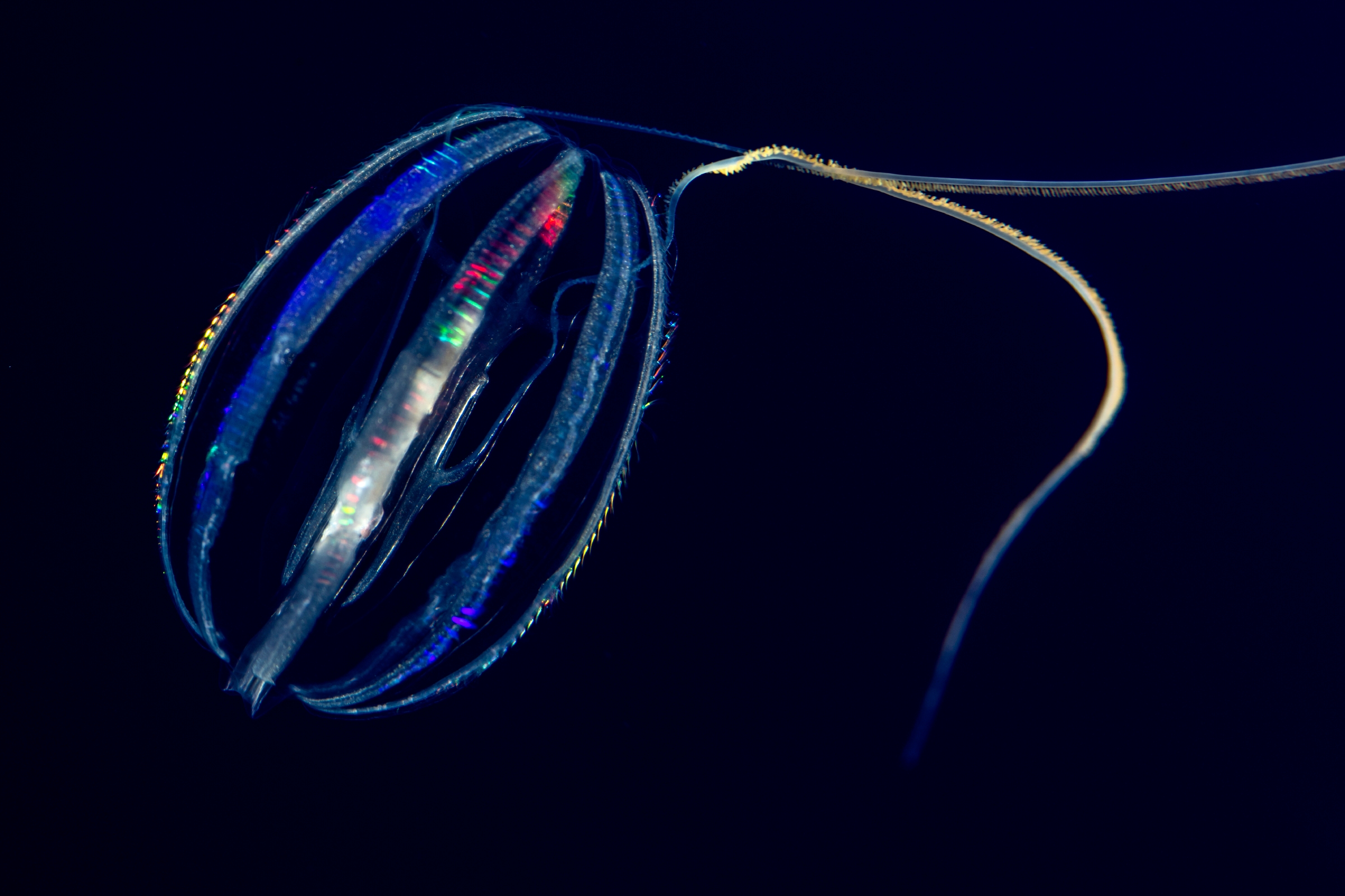 Sea gooseberry Animals Monterey Bay Aquarium