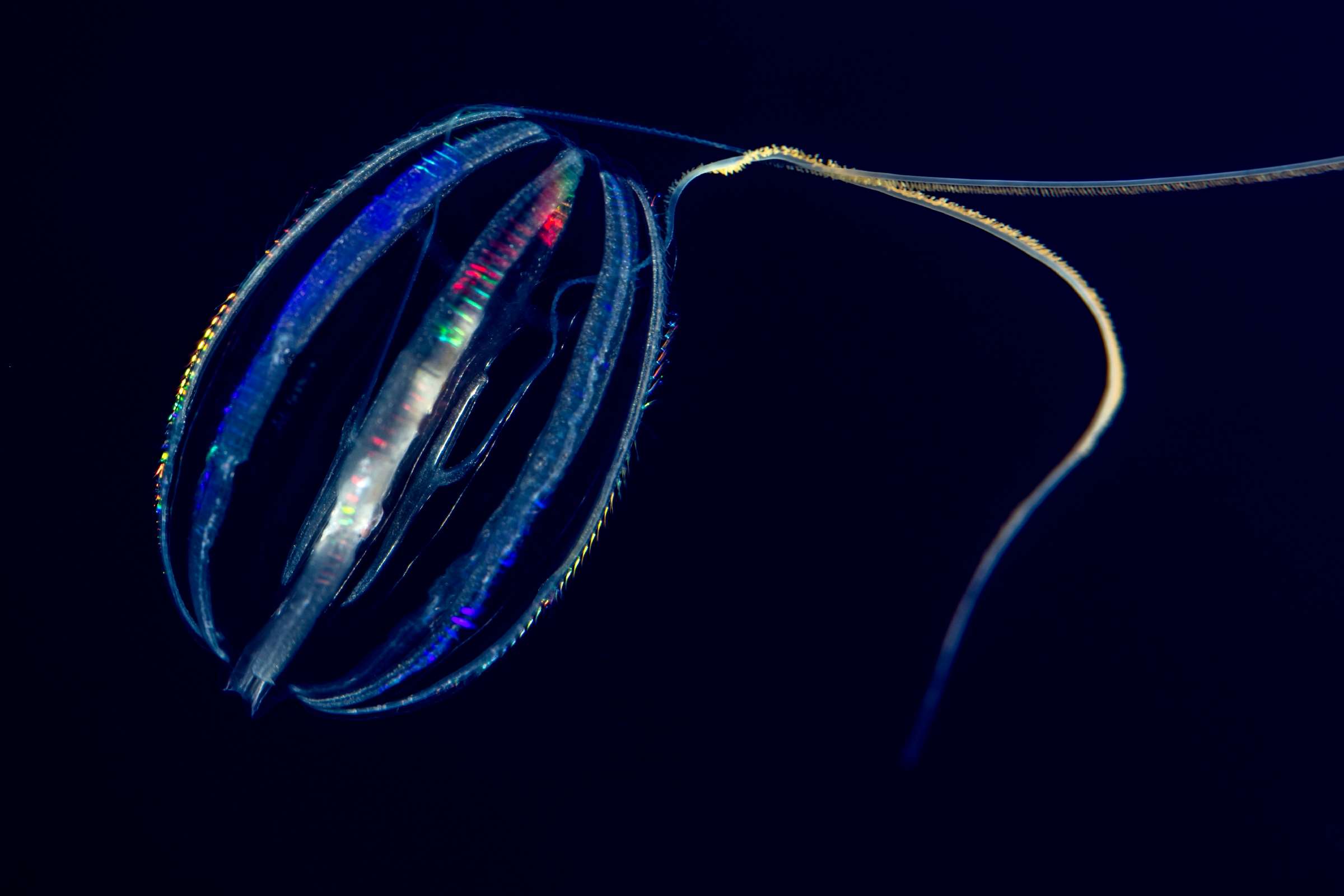 Comb jelly Animals Monterey Bay Aquarium