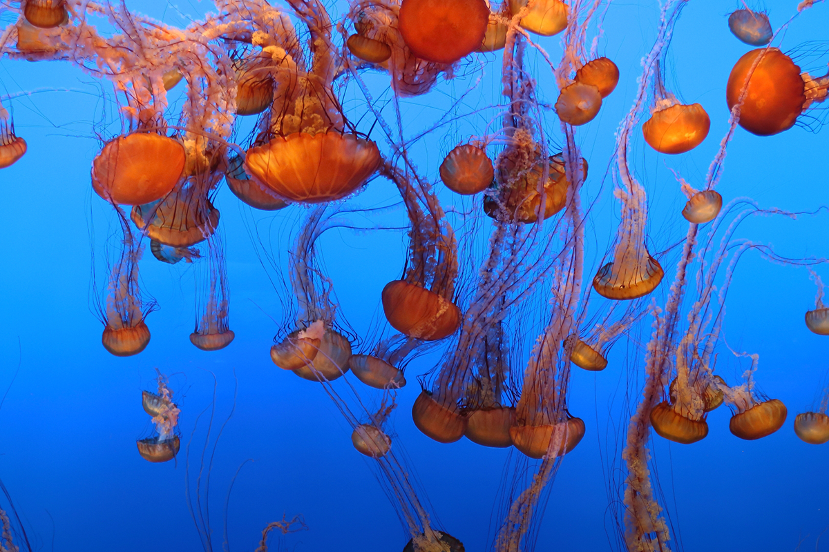 Jelly | Live cam | Monterey Bay Aquarium