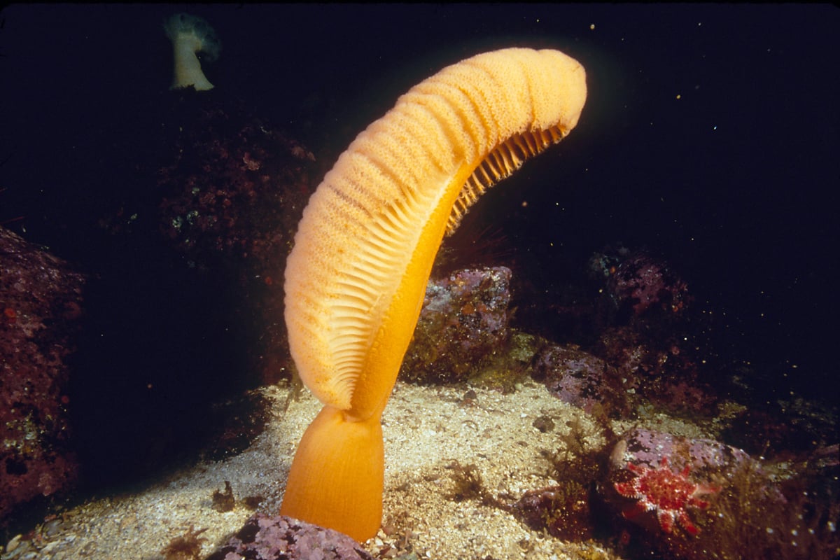 Sea pen | Animals | Monterey Bay Aquarium Sea pen | Animals | Monterey Bay Aquarium