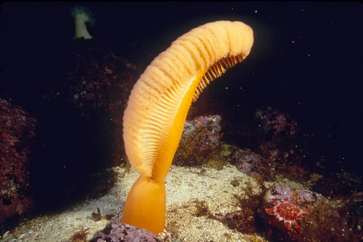 Sea pen Animals Monterey Bay Aquarium
