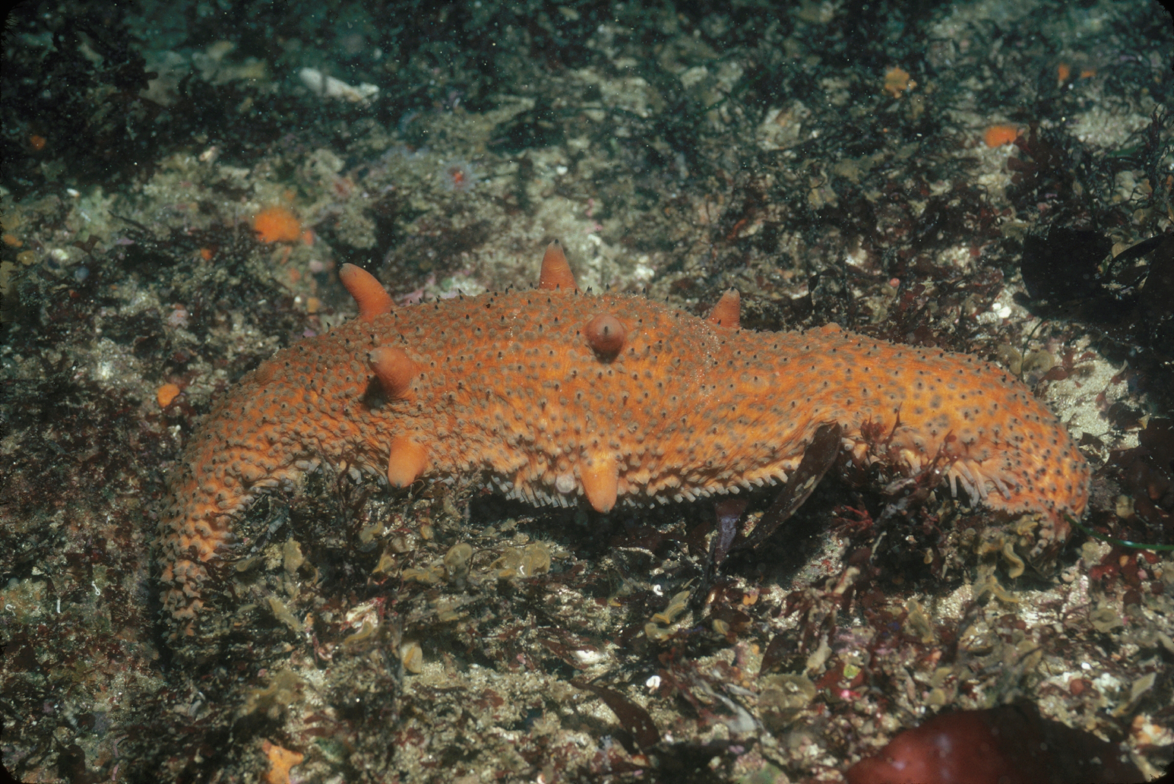 Warty sea cucumber Animals Monterey Bay Aquarium