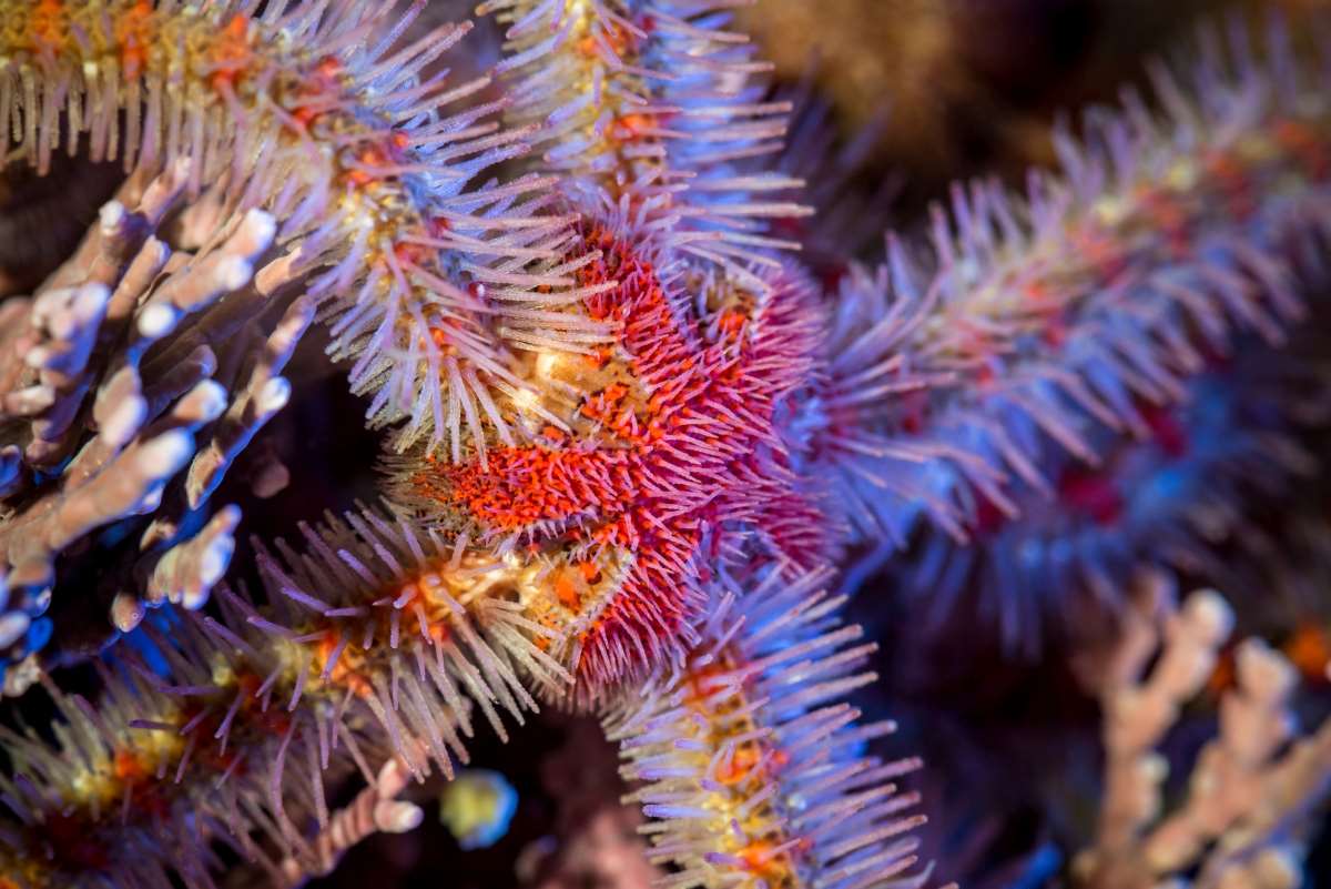 Spiny brittle star Animals Monterey Bay Aquarium