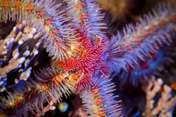Spiny brittle star | Animals | Monterey Bay Aquarium
