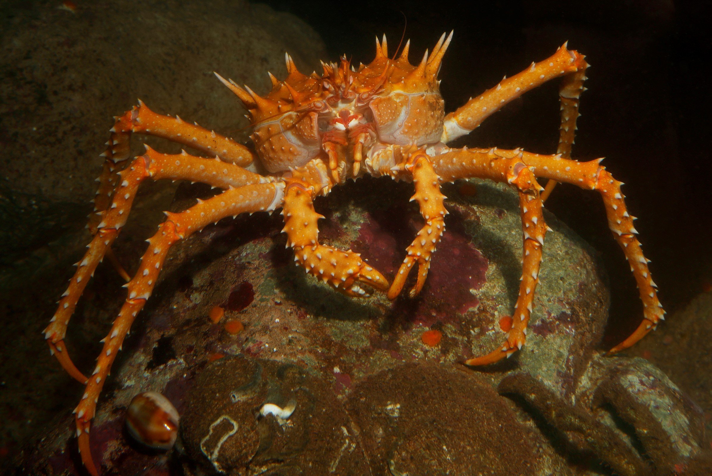Spiny king crab | Animals | Monterey Bay Aquarium