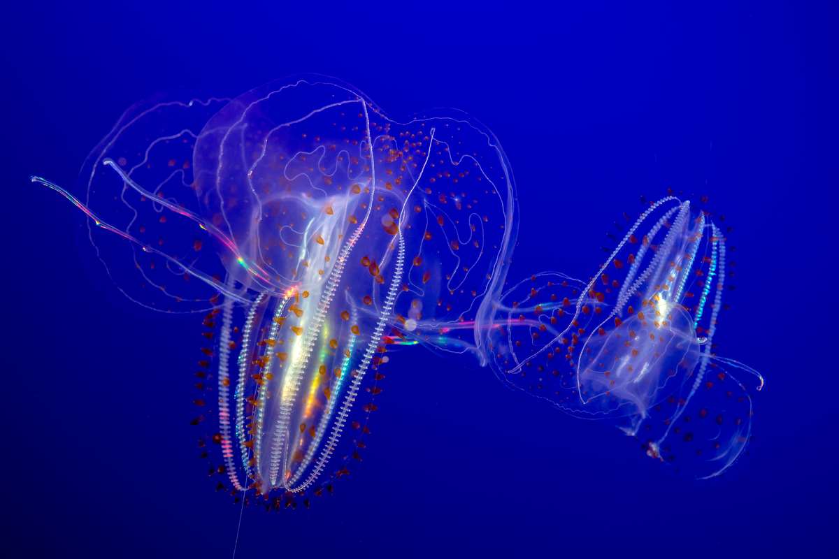 Growing jellies from the surface to the depths Stories Monterey Bay