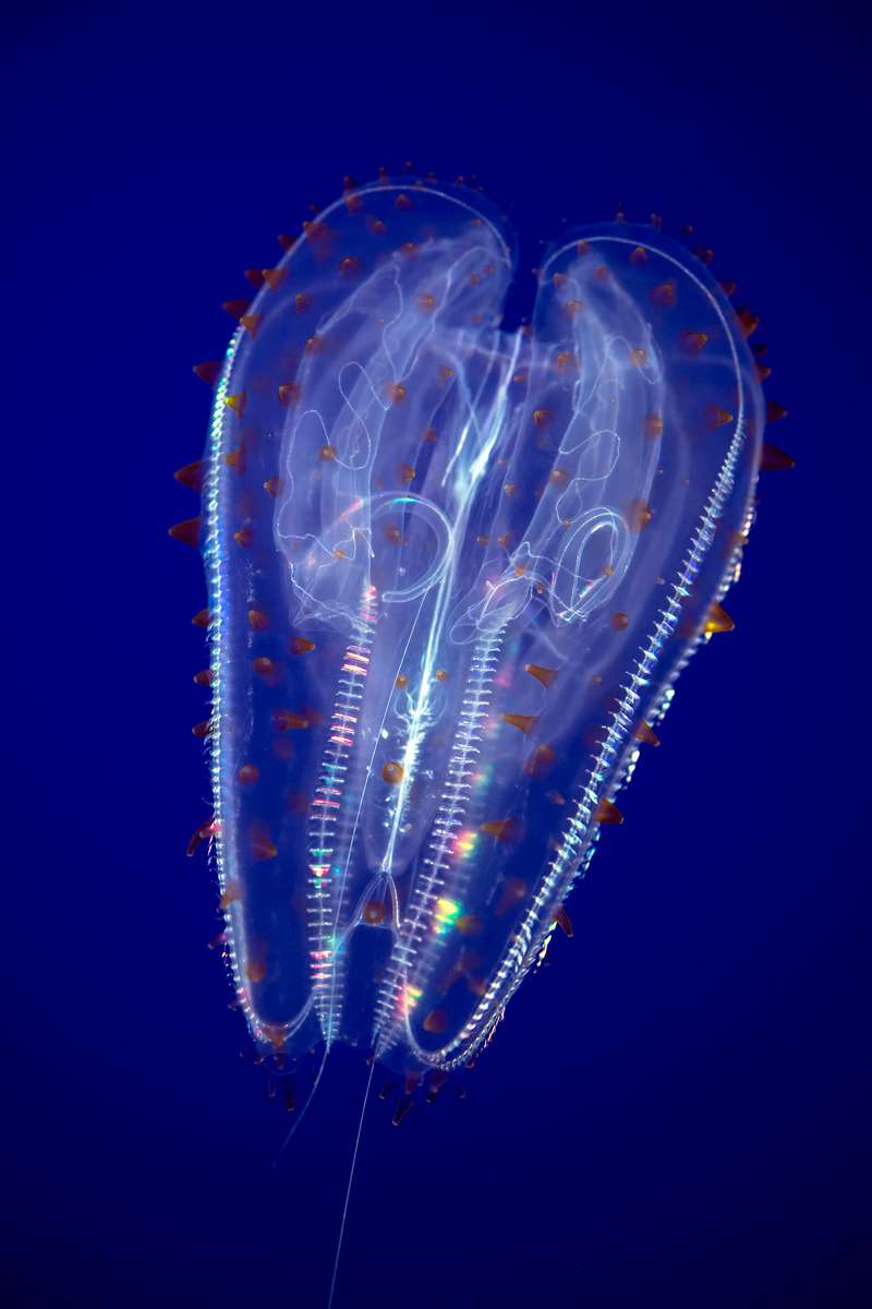 Growing jellies from the surface to the depths Stories Monterey Bay
