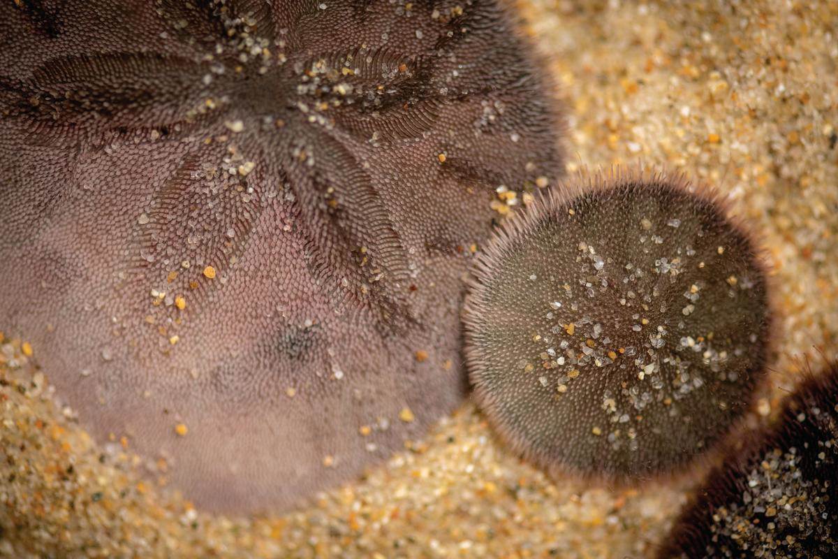Life of a baby sand dollar Stories Monterey Bay Aquarium