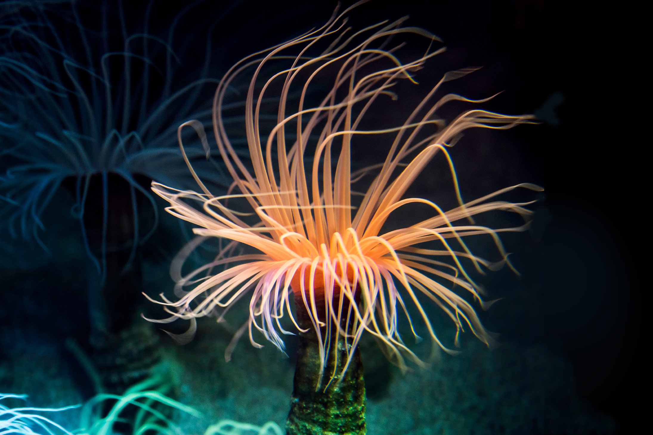 Tube anemone | Animals | Monterey Bay Aquarium
