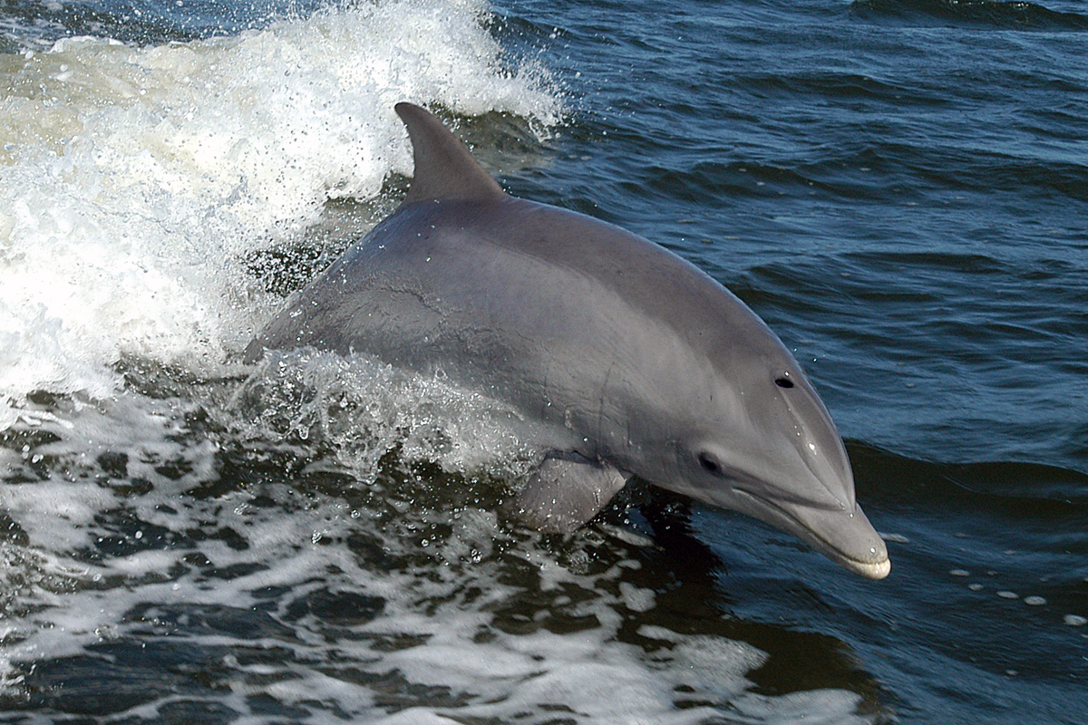 Common bottlenose dolphin | Animals | Monterey Bay Aquarium
