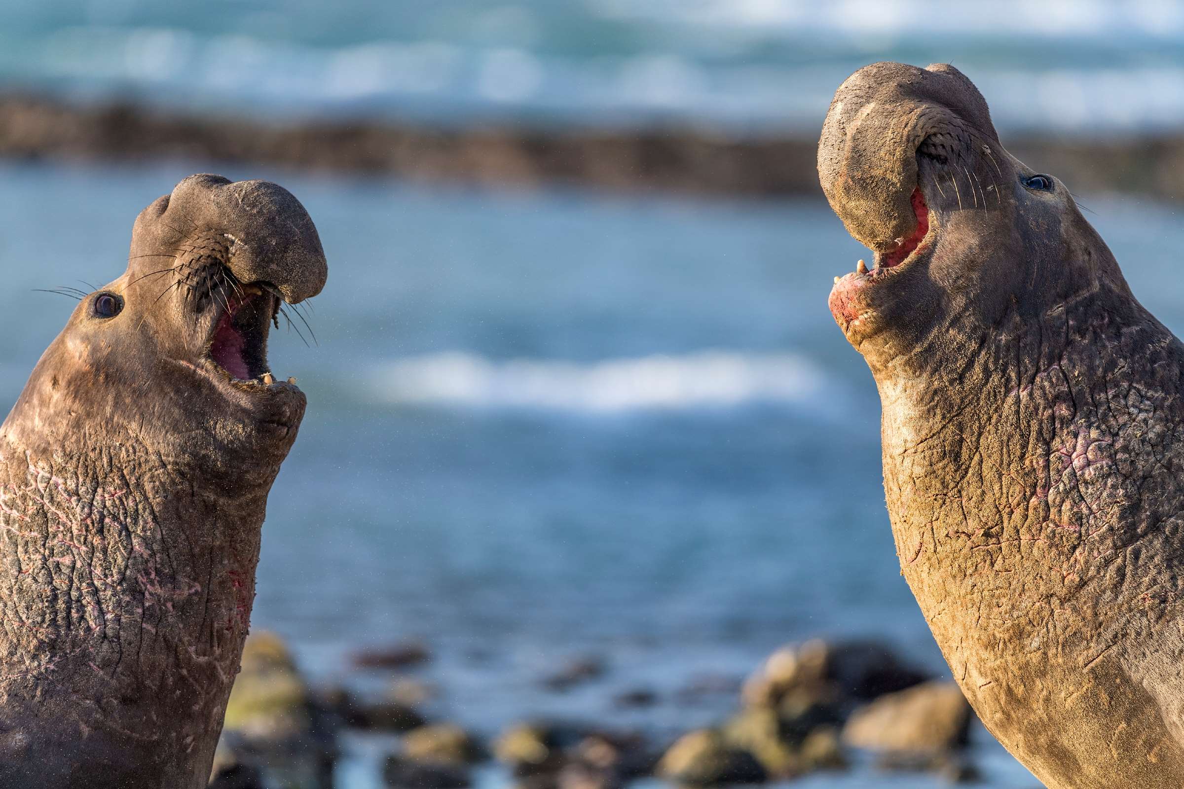 Northern elephant seal | Animals | Monterey Bay Aquarium