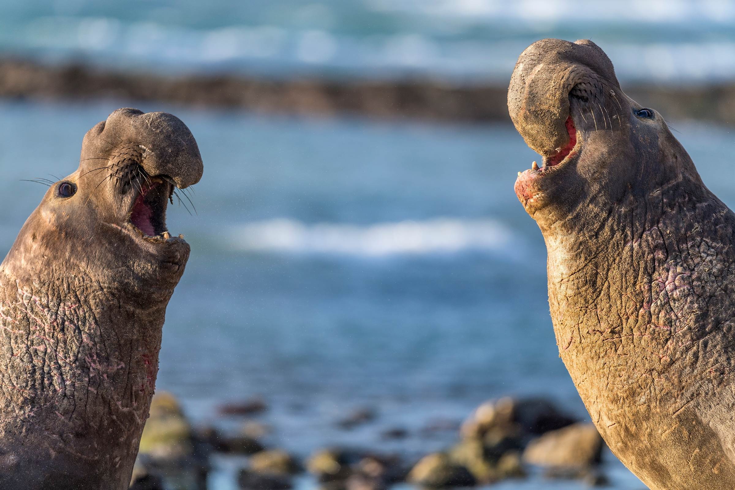 Northern elephant seal | Animals | Monterey Bay Aquarium