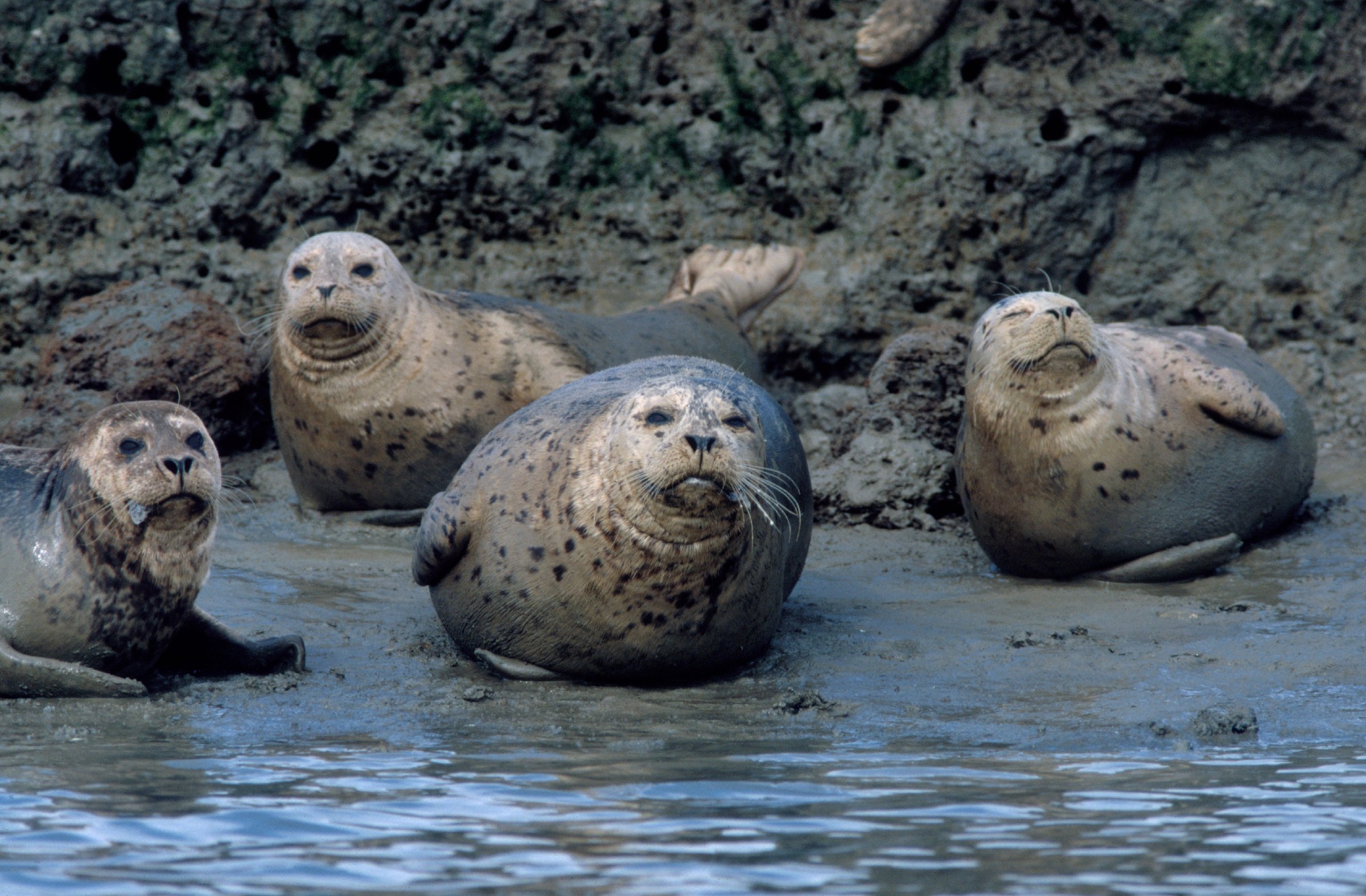 Harbor seal | Animals | Monterey Bay Aquarium