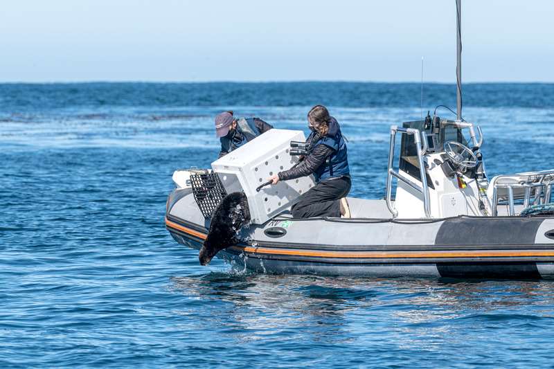 Sea Otter Program timeline | Animals | Monterey Bay Aquarium