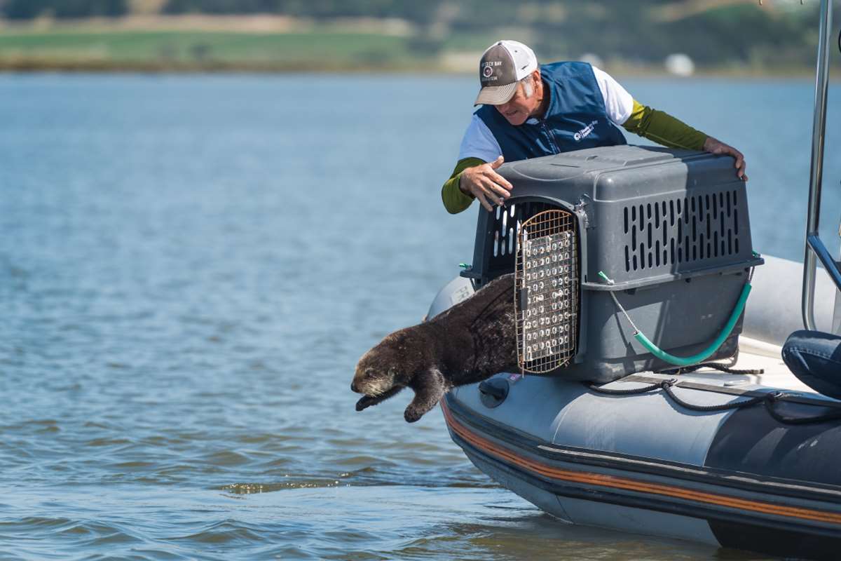Sea otter rescue and research | Stories | Monterey Bay Aquarium