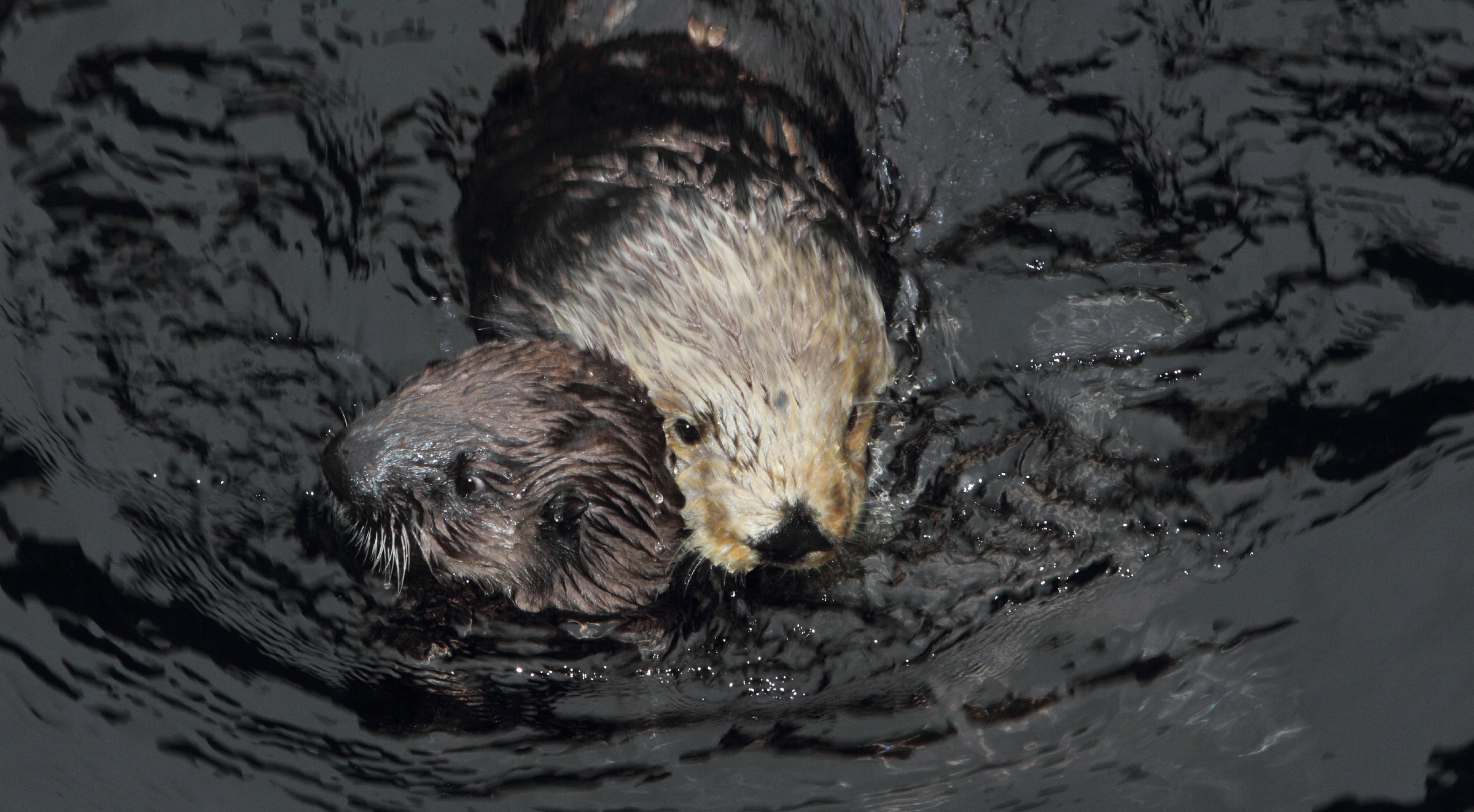 Sea Otter Surrogacy Program Study | Press releases | Monterey Bay Aquarium