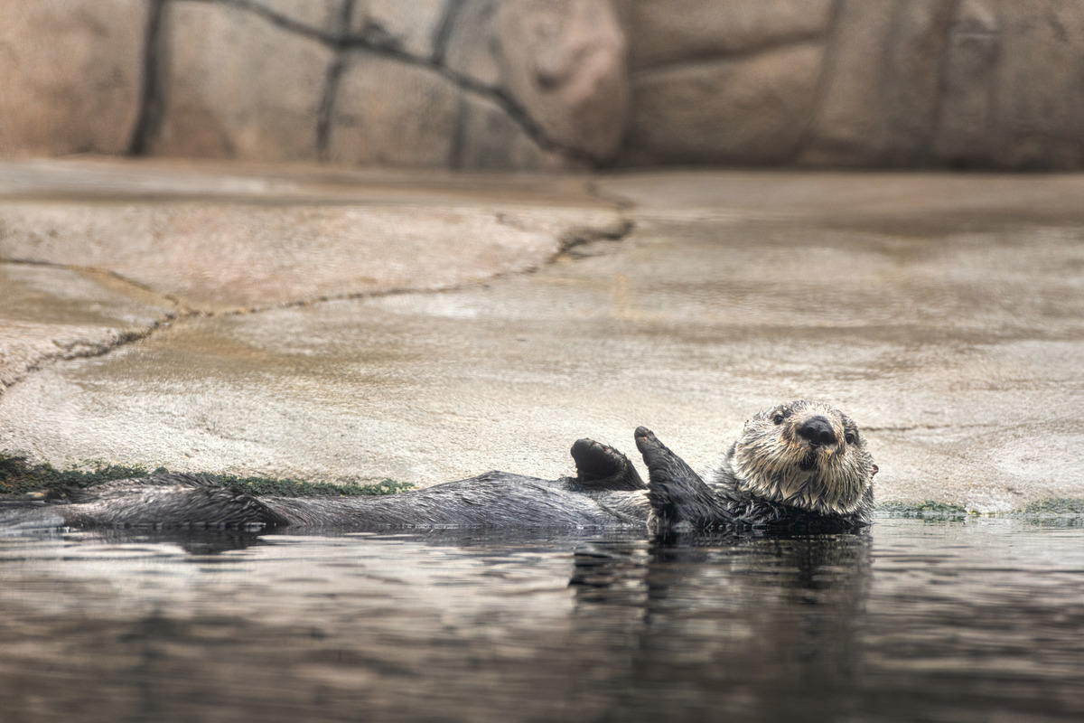 Cute Teen Webcam - Sea Otter | Live cam | Monterey Bay Aquarium